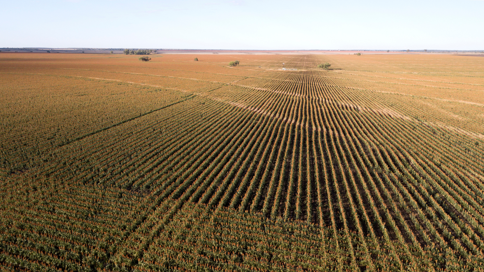 Vista aérea de plantação